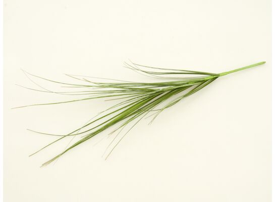Trawa pojedyncza 50 cm