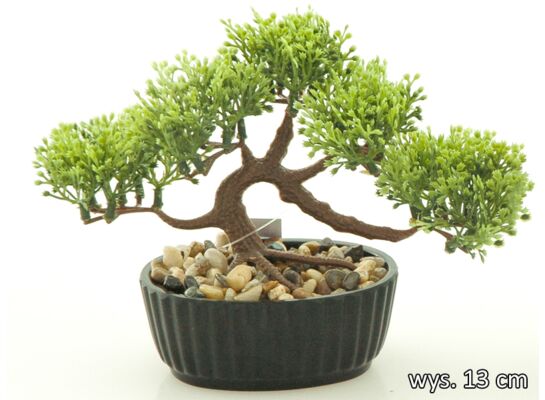 Bonsai w doniczce 13 cm