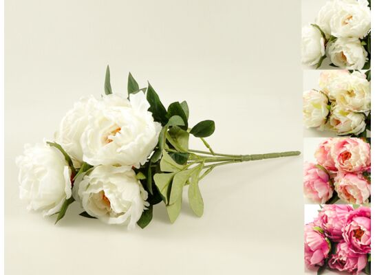 Peonia bukiet 5 sztuk