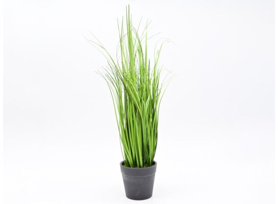 Trawa w doniczce 40 cm