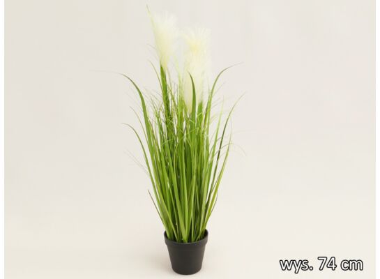 Trawa w doniczce 74 cm