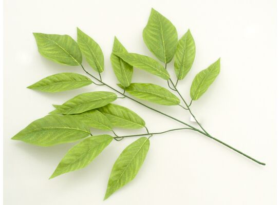 Liść mango gałązka 74 cm