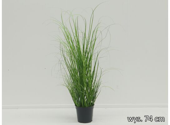 Trawa w doniczce 74 cm