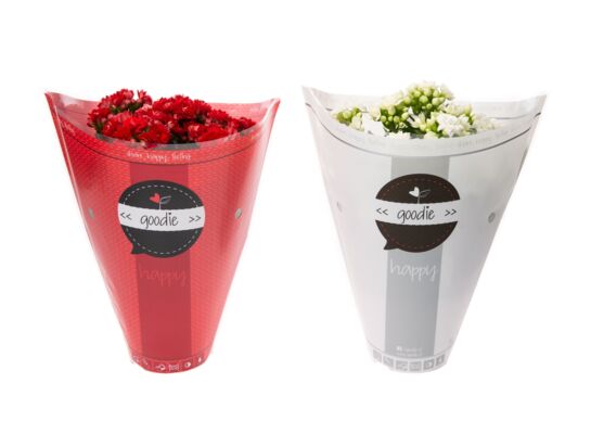 Kalanchoe mix 24 cm doniczka 10,5 cm