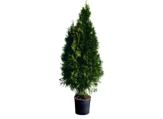 Żywotnik zachodni 'Smaragd' C7,5 wys. 100 - 120 cm