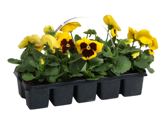 Bratek Viola Cornuta 10-pak wys. 10 cm