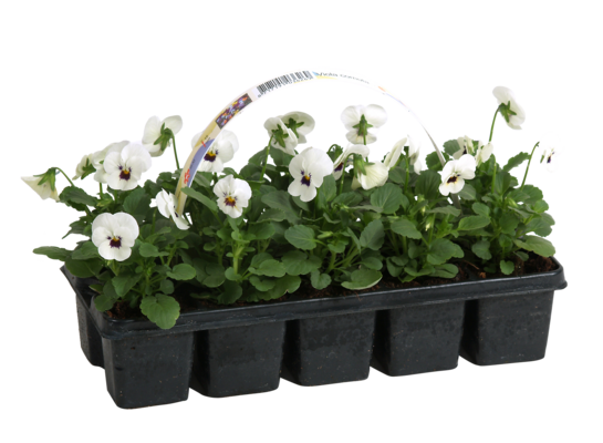 Bratek Viola F1 10-pak wys. 10 cm