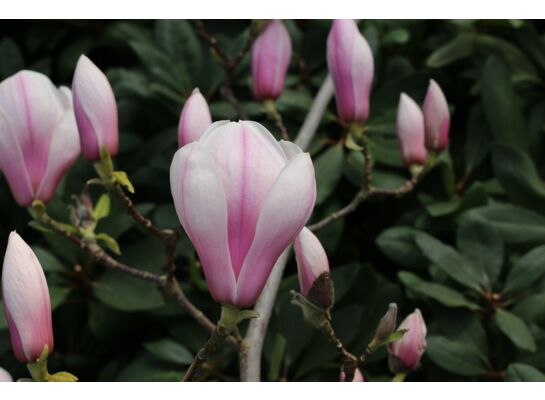 Magnolia w odmianach wys. 80-100 cm don. 3 l