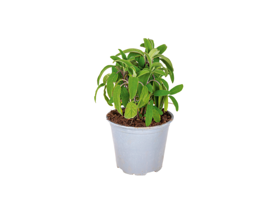 Szałwia wys. 25 cm don. 14 cm