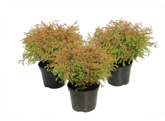 Żywotnik zachodni 'Golden Tuffet' C2 wys. 15-20 cm