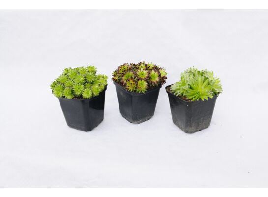Rojnik mix don. 9 cm wys. 12-15 cm