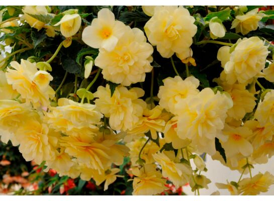 Begonia zwisająca Bellaconia wys. 25 cm don. 10 cm