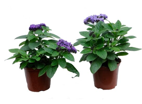 Heliotrop wys. 25 cm don. 10 cm