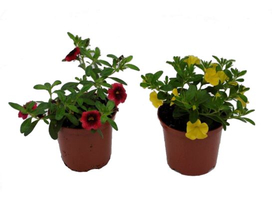 Calibrachoa SUPERBELS wys. 30 cm don. 10 cm