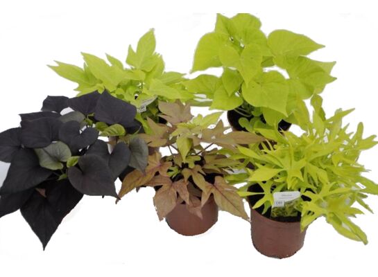 Wilec wys. 25 cm don. 10 cm