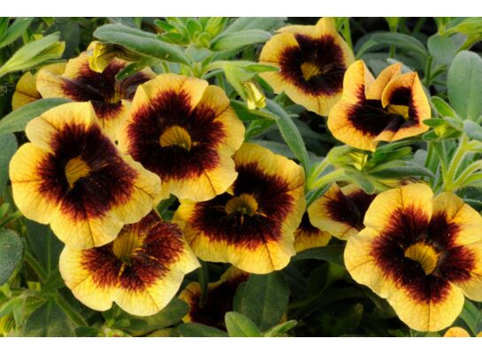 Calibrachoa Superbells® dwubarwny wys. 30 cm don. 10 cm