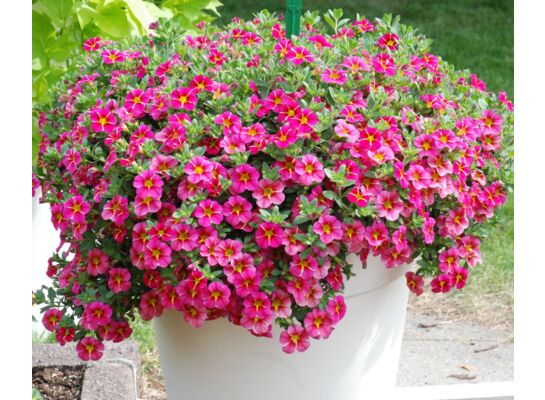 Calibrachoa Superbells®czerwony, pomarańczowy, różowy wys. 30 cm don. 10 cm