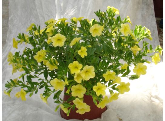 Calibrachoa Superbells® żółty wys. 30 cm don. 10 cm