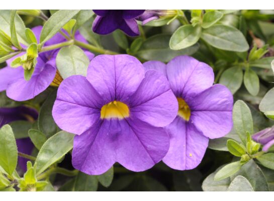 Calibrachoa Superbells® niebieski wys. 30 cm don. 10 cm
