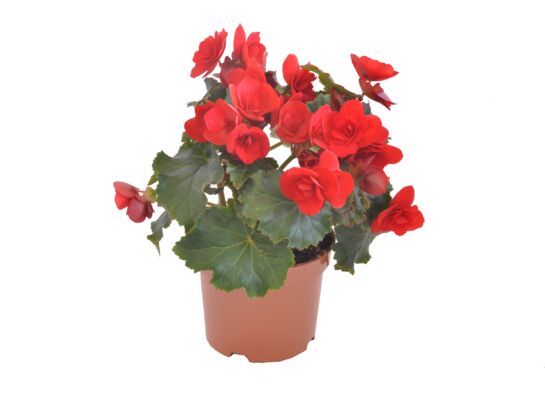 Begonia Solenia, wys. 35 cm, don. 12 cm