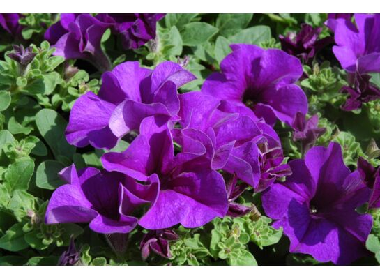 Petunia Surfinia® niebieska 25 cm doniczka 12 cm