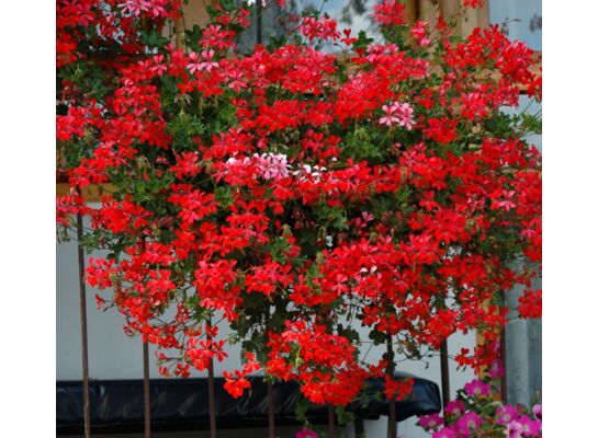 Pelargonia bluszczolistna Ville de Paris Red wys. 35 cm don. 12 cm