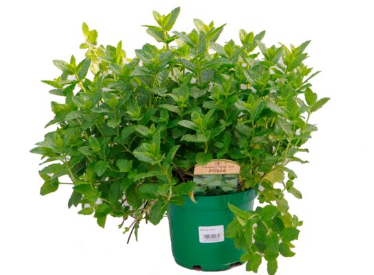 Mięta wys. 40 cm don. 15 cm