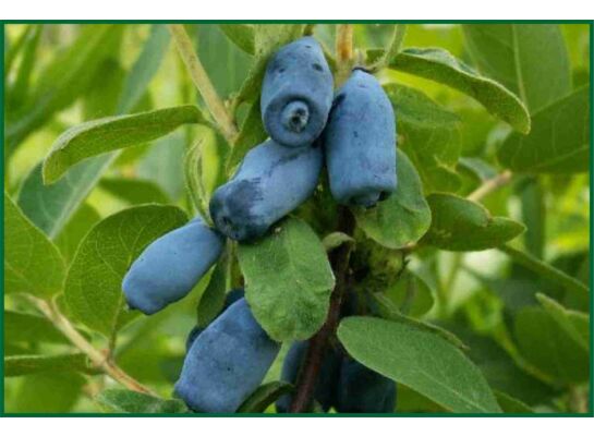 Jagoda kamczacka wys. 40-50 cm don. 2 l