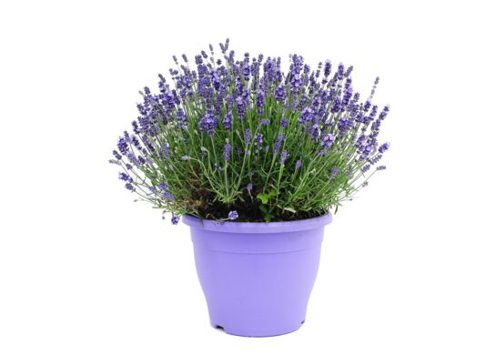 Lawenda XXL don.26 cm