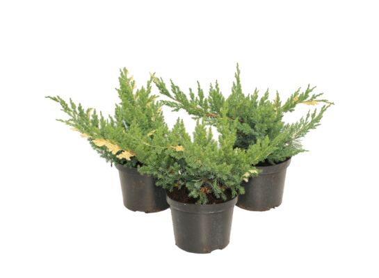 Jałowiec chin. Expansa Variegata wys. 10-20 cm don. 3 l