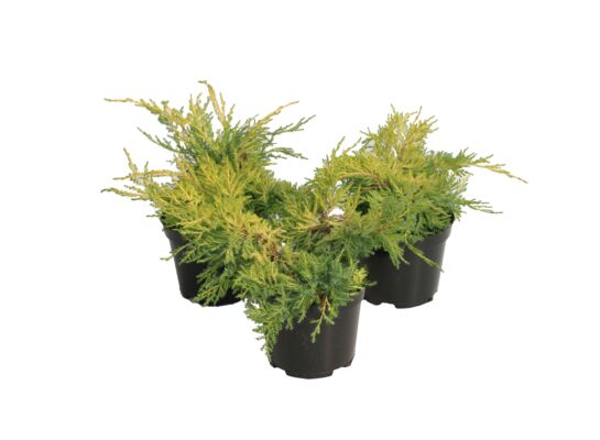 Jałowiec media Gold Star wys. 15-20 cm don. 2 l