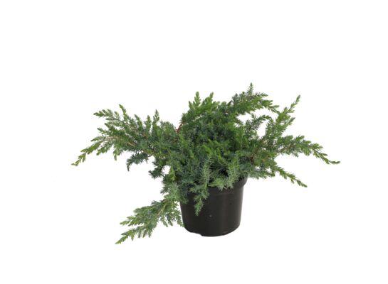 Jałowiec com. Green Carpet don. 2 l