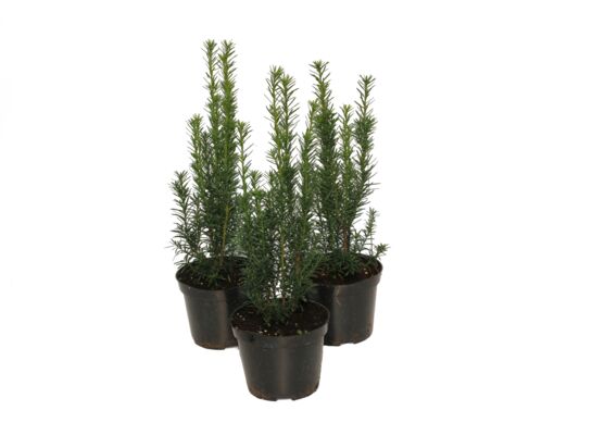 Cis media Hicksii wys. 20-30 cm don. 2 l