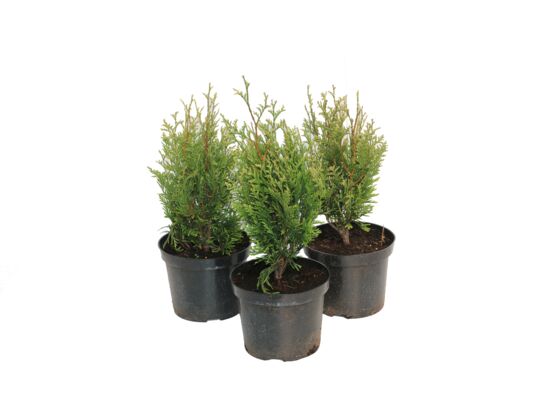 Żywotnik plicata Kórnik wys. 30-40 cm don. 2 l