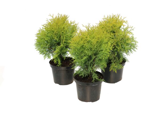 Żywotnik occidentalis Golden Globe wys. 20-30 cm don. 3 l