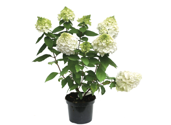 Hortensja bukietowa w odmianach doniczka 3 l wysokość 40 - 50 cm