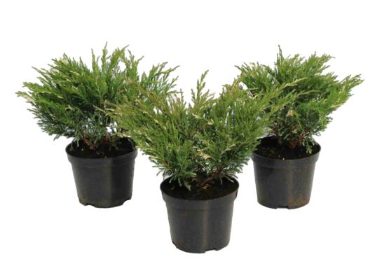 Jałowiec Andorra Variegata don. 3 l wys. 10-15 cm