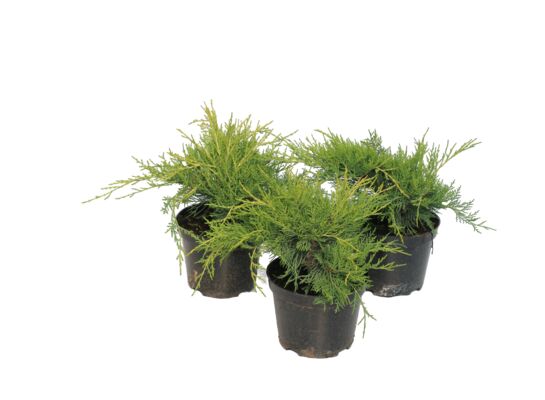 Jałowiec Old Gold wys. 10-20 cm don. 2 l