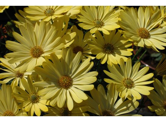 Osteospermum, wys. 30 cm, don. 10 cm