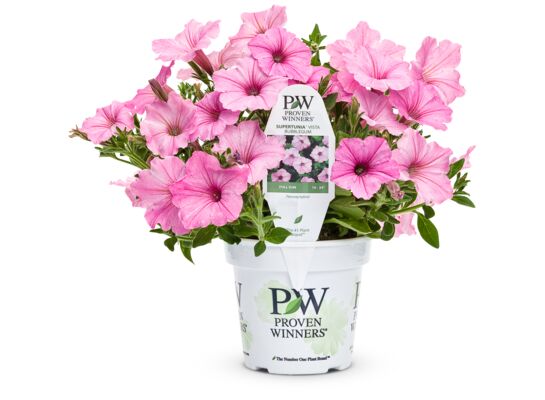 Petunia Supertunia VISTA® wys. 25 cm don. 12 cm