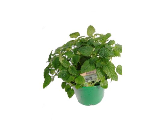 Melisa wys. 40 cm don. 15 cm