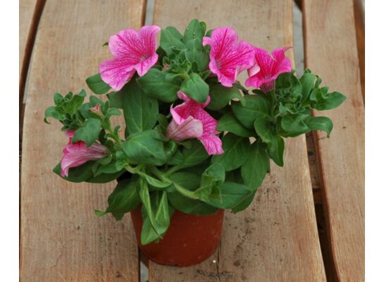 Surfinia mix wys. 25 cm don. 12 cm