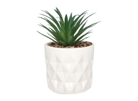 Sukulent w osłonce 10 x 10 cm