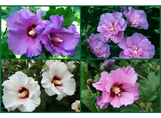 Hibiskus (Ketmia) wys. 30-40 cm don. 19 cm