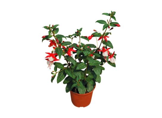 Fuksja wys. 25 cm don. 10.5 cm