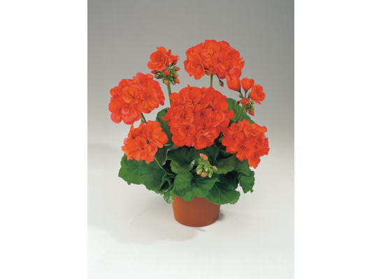 Pelargonia rabatowa wys. 25 cm don. 10,5 cm