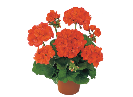 Pelargonia rabatowa wys. 25 cm don. 10,5 cm