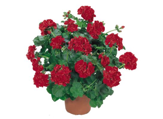 Pelargonia bluszczolistna wys. 25 cm don. 10,5 cm
