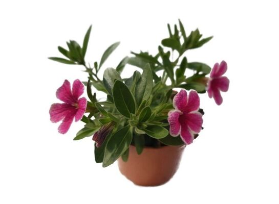 Petunia wys. 25 cm don. 10.5 cm