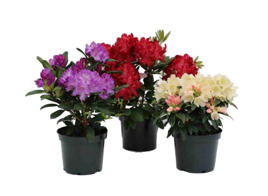 Różanecznik wys. 30-40 cm don. 3 l